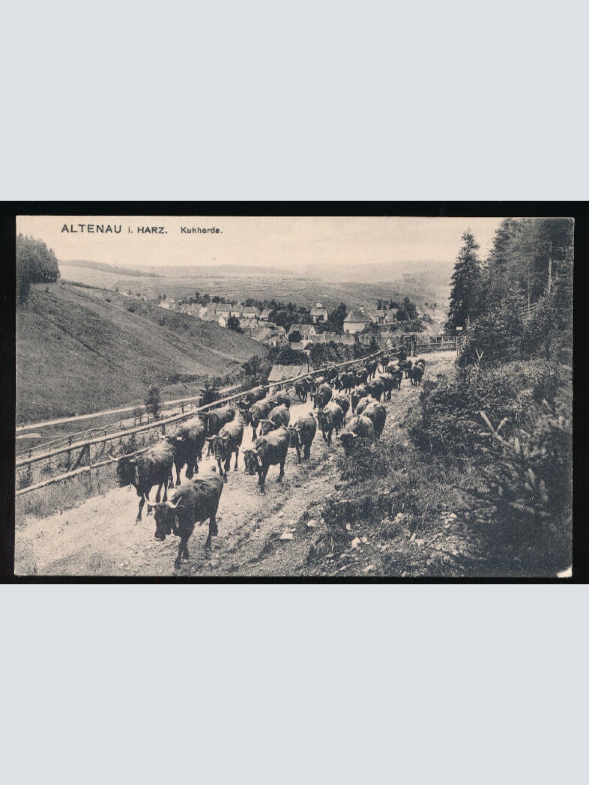 AK aus Altenau mit Kuherde Niedersachsen (4628)