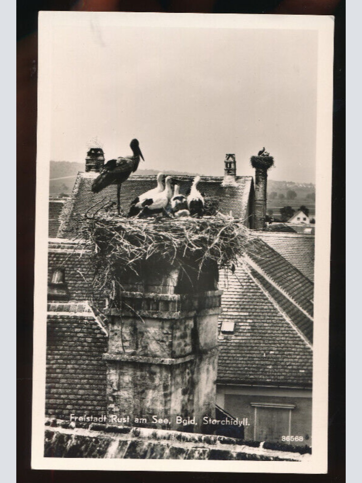 AK aus Freistadt Rust am See mit Störche und Storchennest Oberösterreich (5491)