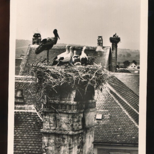 AK aus Freistadt Rust am See mit Störche und Storchennest Oberösterreich (5491)
