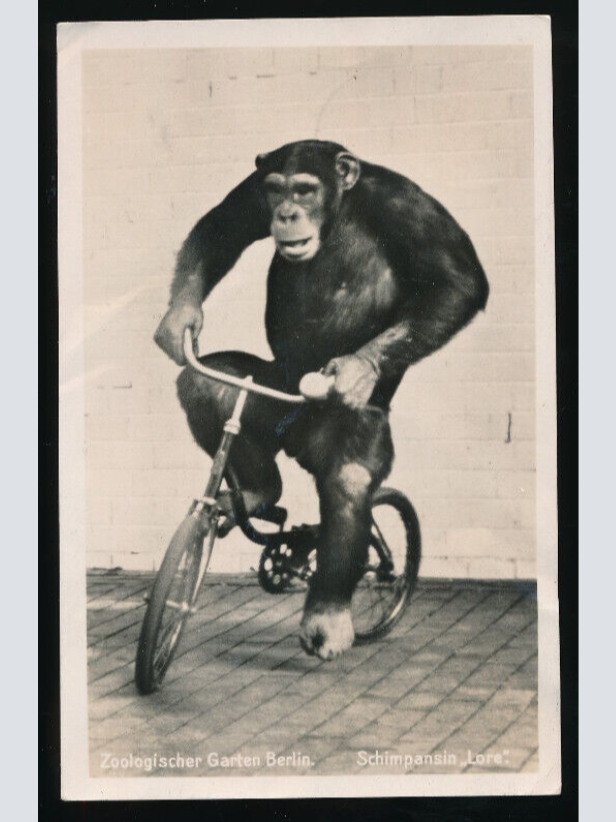 AK aus Berlin Zoologischer Garten mit Affe - Schimpanse auf Fahrad (5872)
