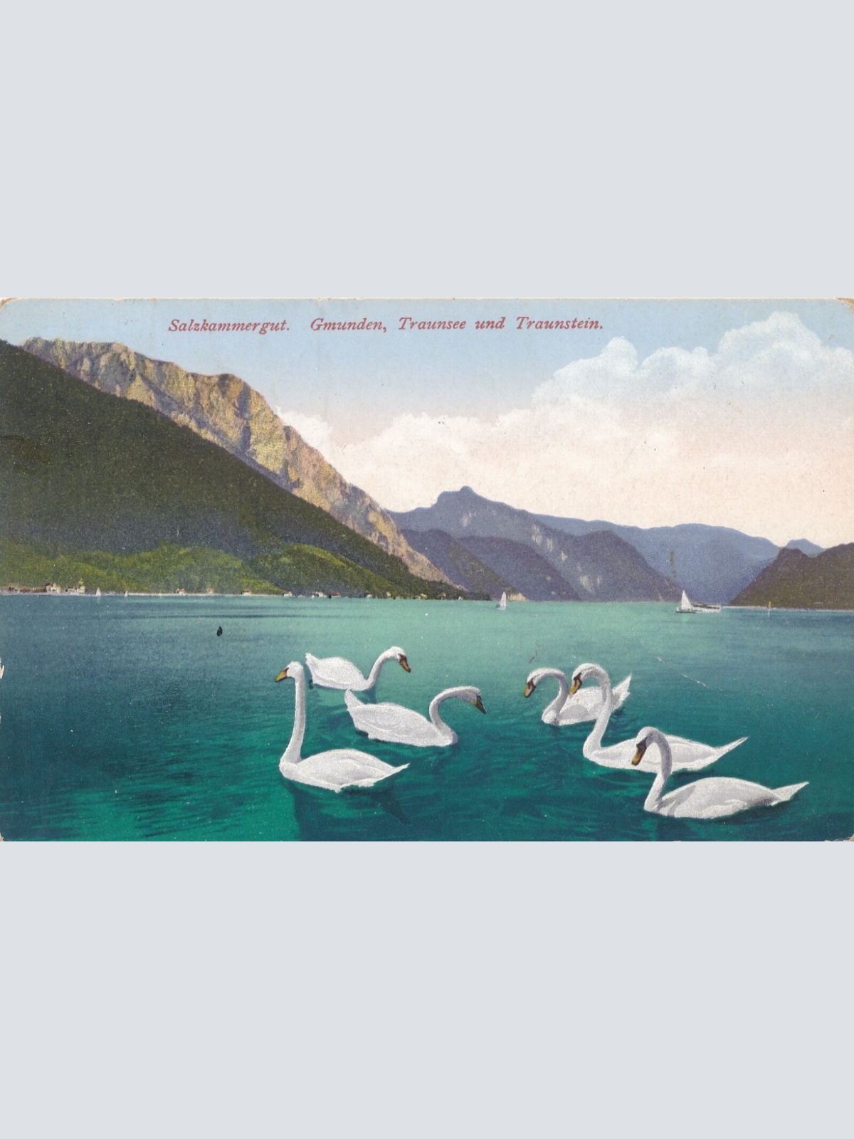 AK aus Gmunden mit Schwäne Oberösterreich (7702)