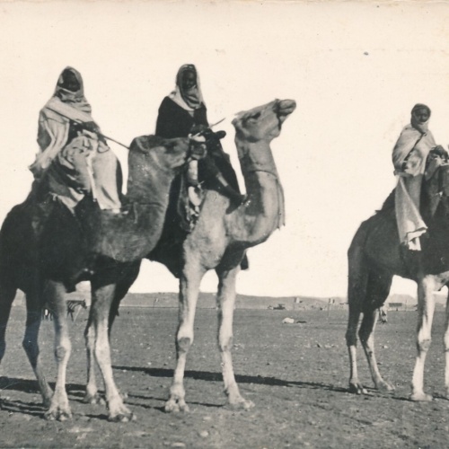 AK aus Algerien Scenes et Types mit Kamel Afrika (7772)