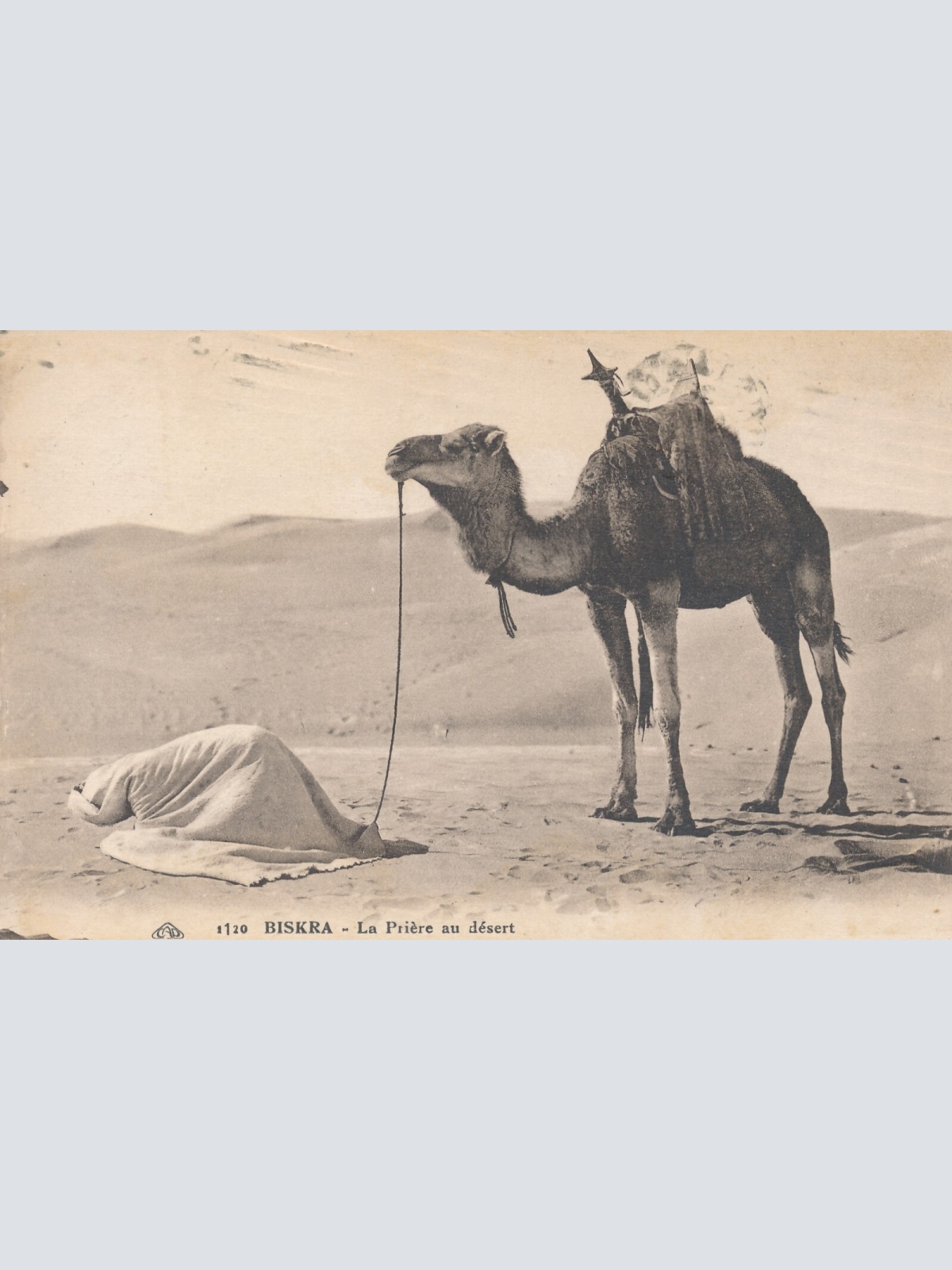 AK aus Algerien Scenes et Types mit Kamel Afrika (7773)