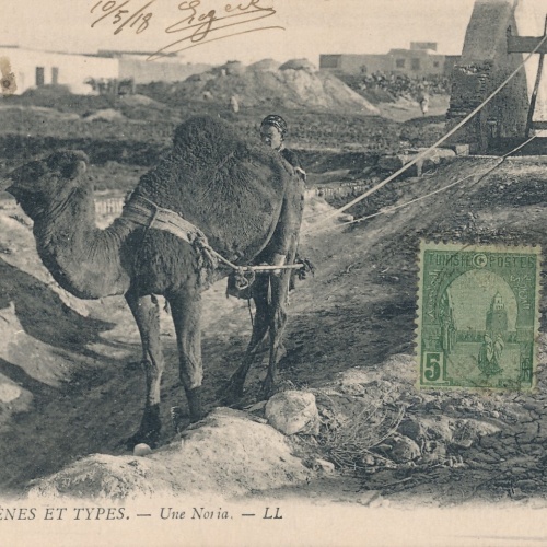 AK aus Algerien Scenes et Types mit Kamel Afrika (7774)