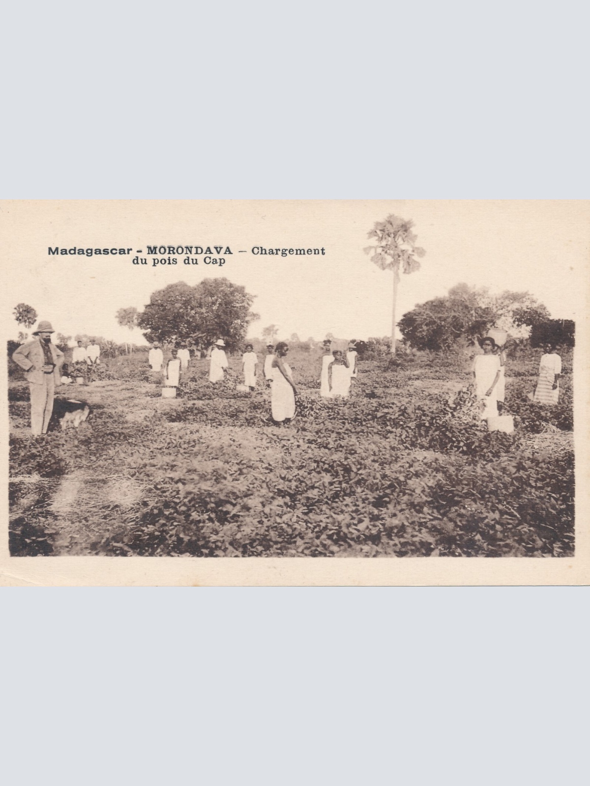 AK aus Madagascar Morondava Baumwollfeld (6558)