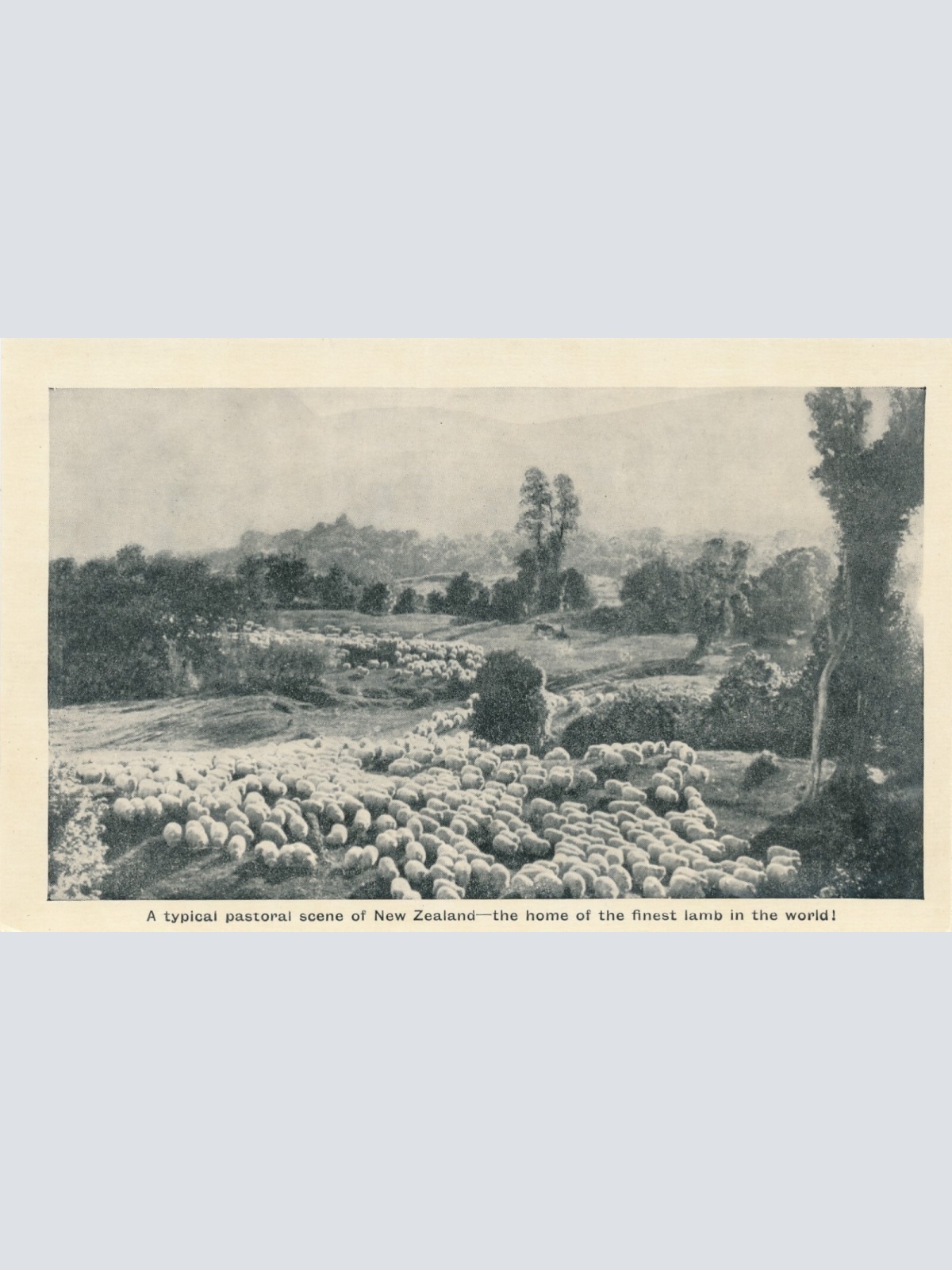 AK aus New Zeeland - Neuseeland mit Schafsherde (6561)