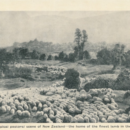 AK aus New Zeeland - Neuseeland mit Schafsherde (6561)