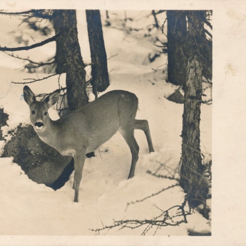 AK Annodazumals von einem Reh im Wald (6637)