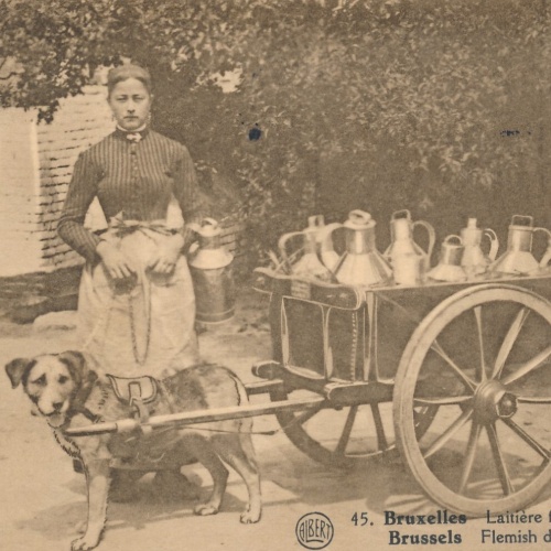 AK Bruxelles - Brüssel mit Hundekarren Belgien (6575)