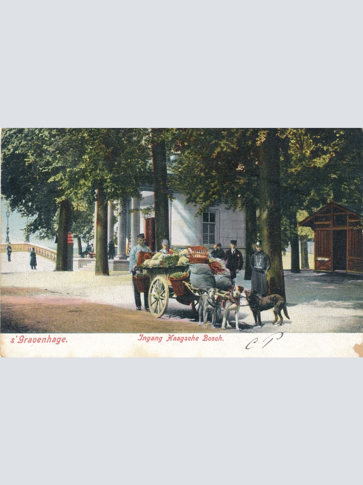 AK aus Gravenhage Hundekarren - Hondenkar Niederlande (6570)