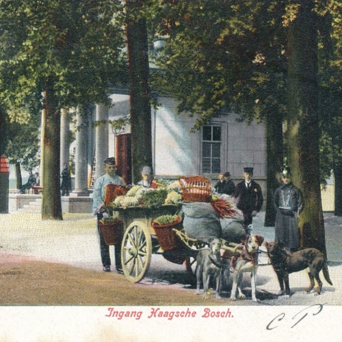 AK aus Gravenhage Hundekarren - Hondenkar Niederlande (6570)