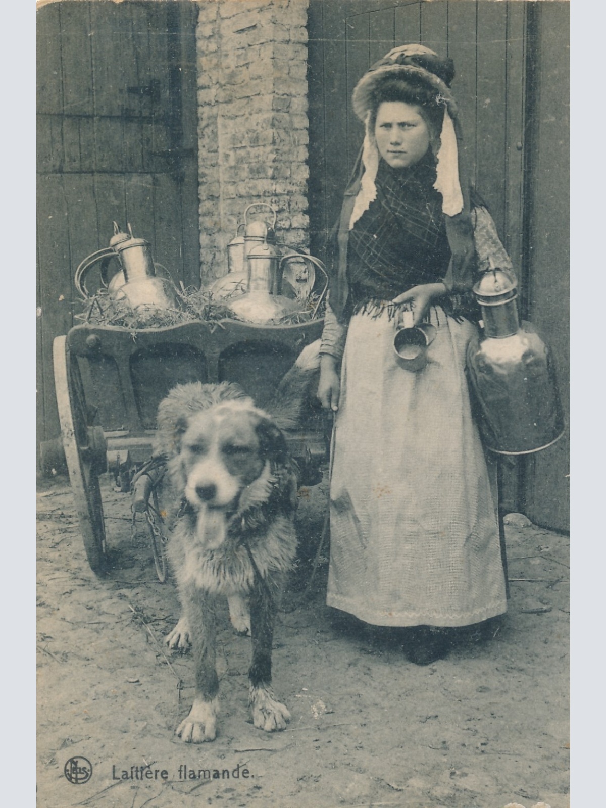 AK aus Laitiere Flamande Hundekarren Belgien (6572)