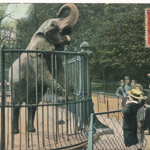 AK aus Paris von einem Zoo mit Elefant Frankreich (6583)