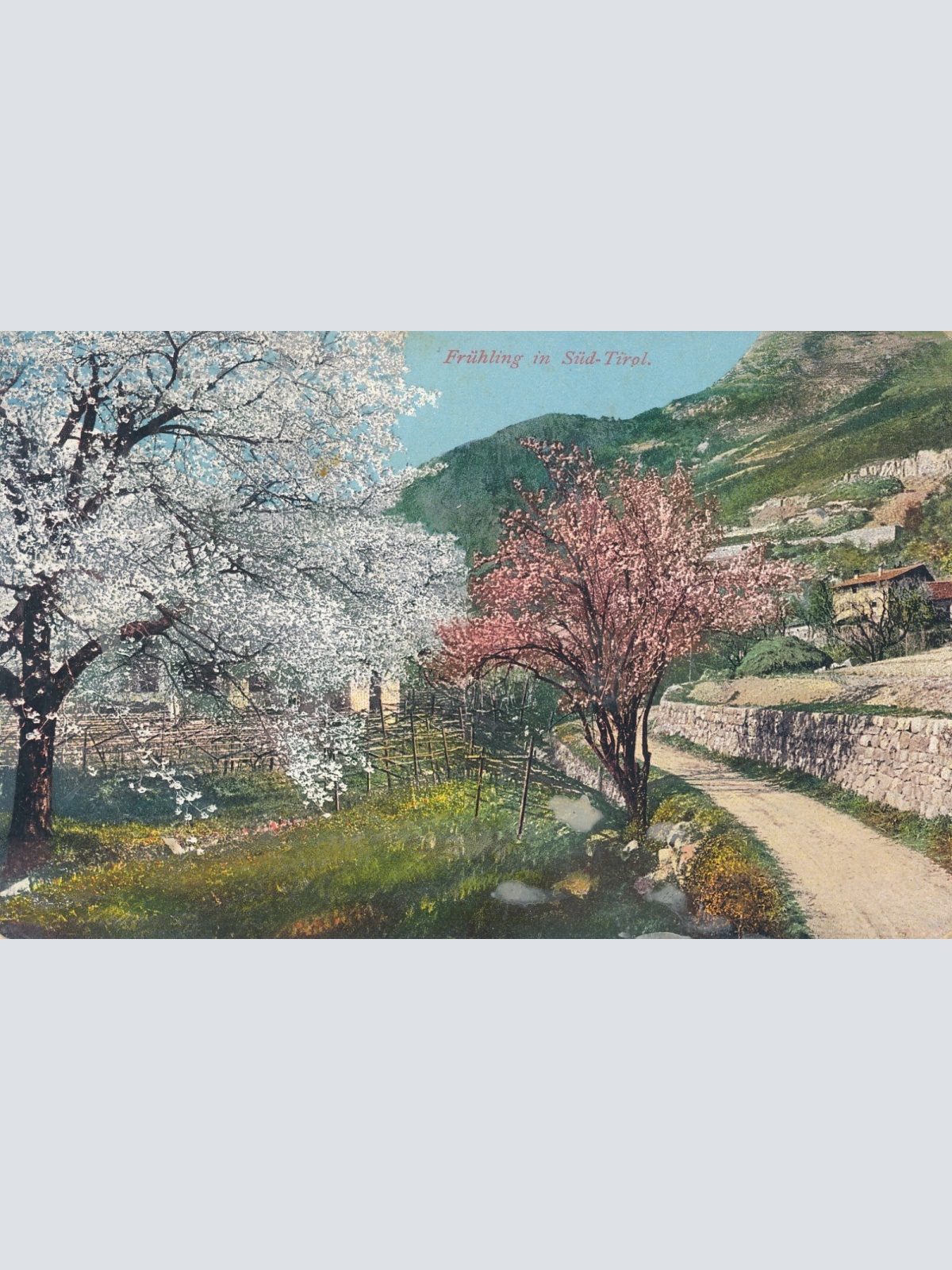 AK aus Süd Tirol Frühling Italien Ansichtskarte (8822)