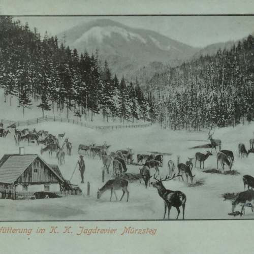 AK aus Mürzsteg Hirschfütterung im K.K. Jagtrevier Steiermark (7312)