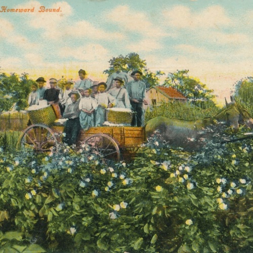 AK von Baumwoll Plfückern Cotton Pickers Homeward Bound Ansichtskarte USA (8136)