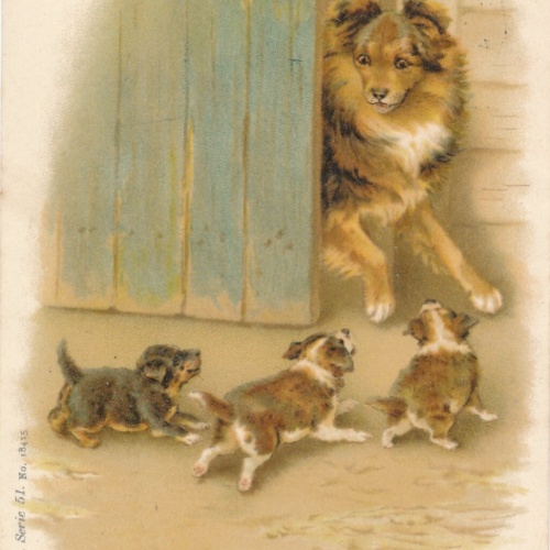 Motiv - Karte Hundemutter mit drei Welpen Ansichtskarte (10378)