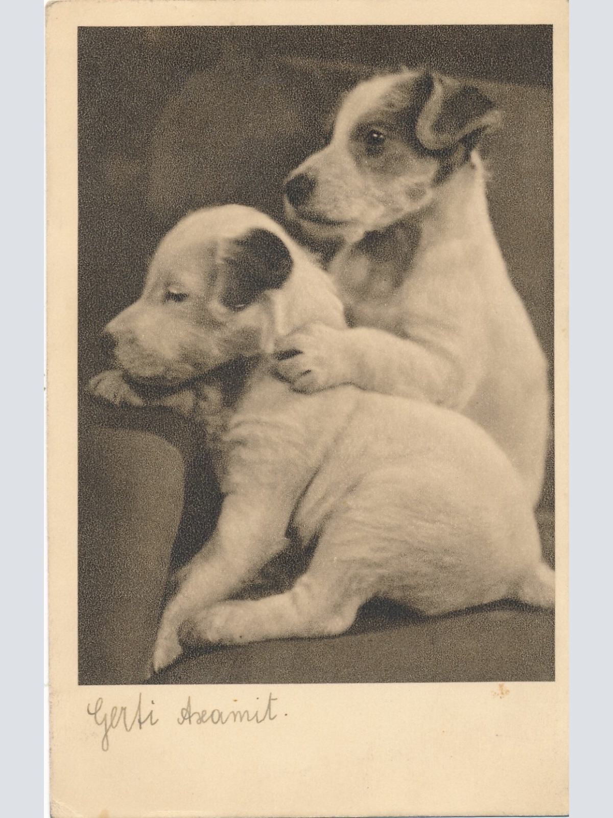 Motiv - Karte von zwei Foxterrier Welpen Ansichtskarte (10380)