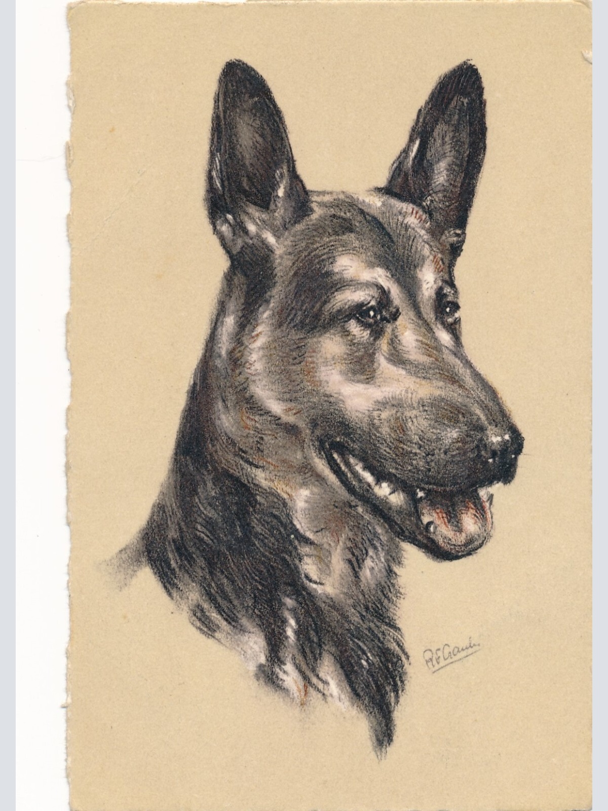 Motiv - Karte von einem Schäferhund Welpen Ansichtskarte (10381)