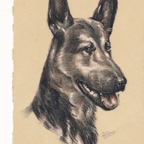 Motiv - Karte von einem Schäferhund Welpen Ansichtskarte (10381)