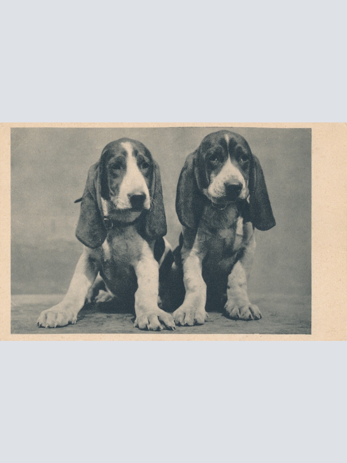 Motiv - Karte zwei Hunden Ansichtskarte (10382)