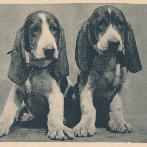 Motiv - Karte zwei Hunden Ansichtskarte (10382)