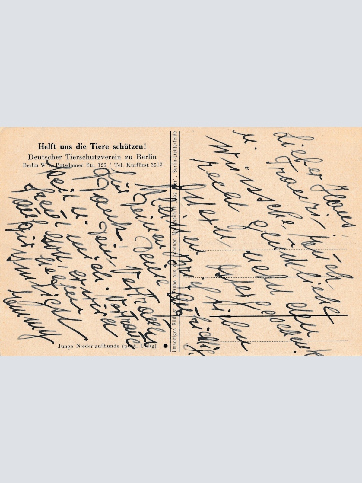 Motiv - Karte zwei Hunden Ansichtskarte (10382)