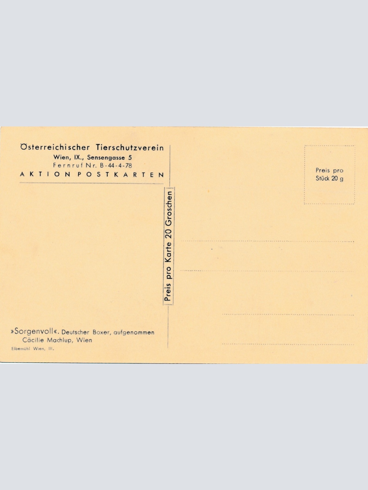 Motiv - Karte von einem Deutschen Boxer Hund Ansichtskarte (10384)