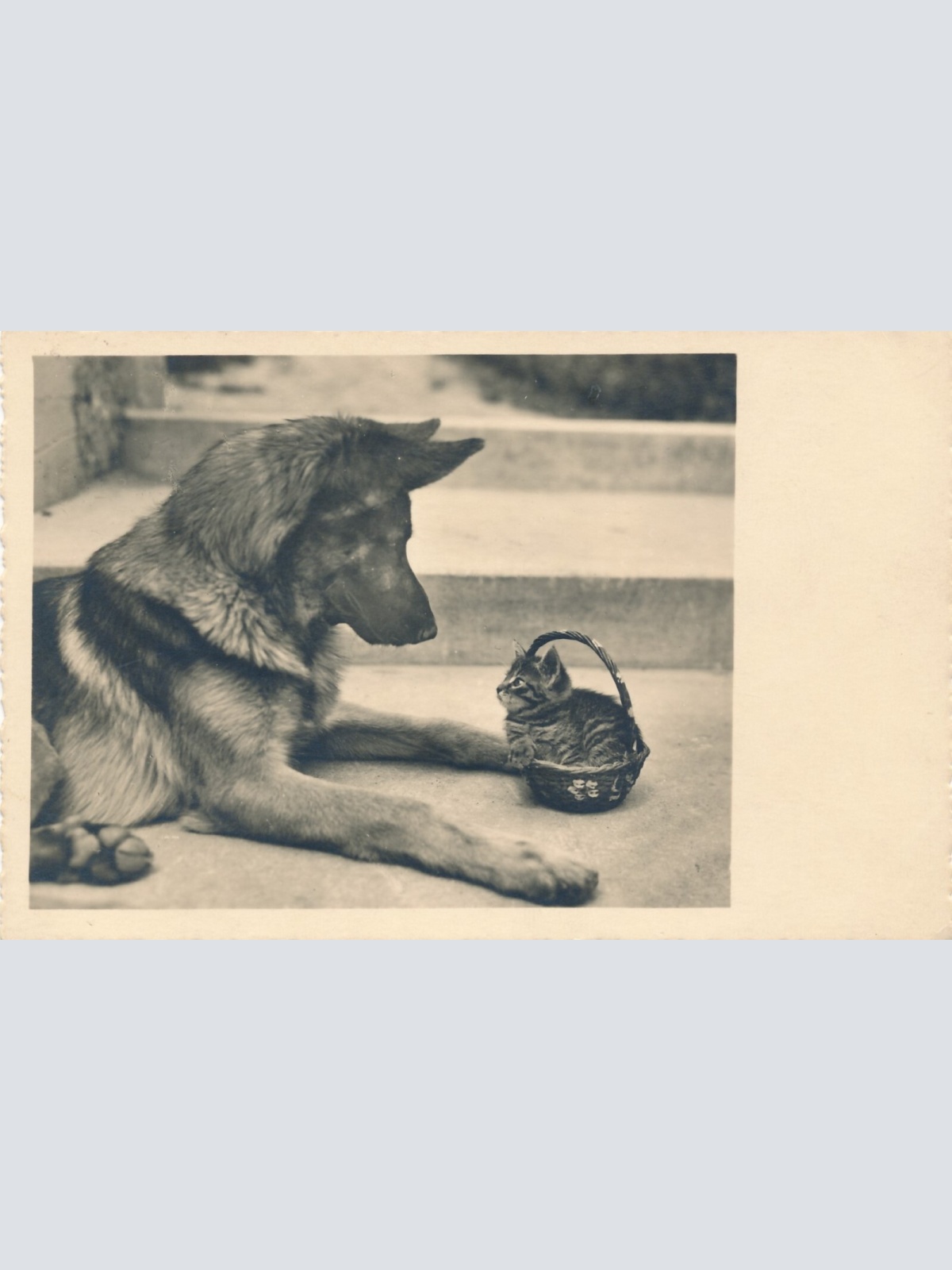 Motiv - Karte von einem Schäferhund mit Katze Ansichtskarte (10367)