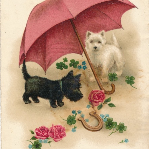 Motiv - Karte von zwei Hunden mit Regenschirm Ansichtskarte (10373)