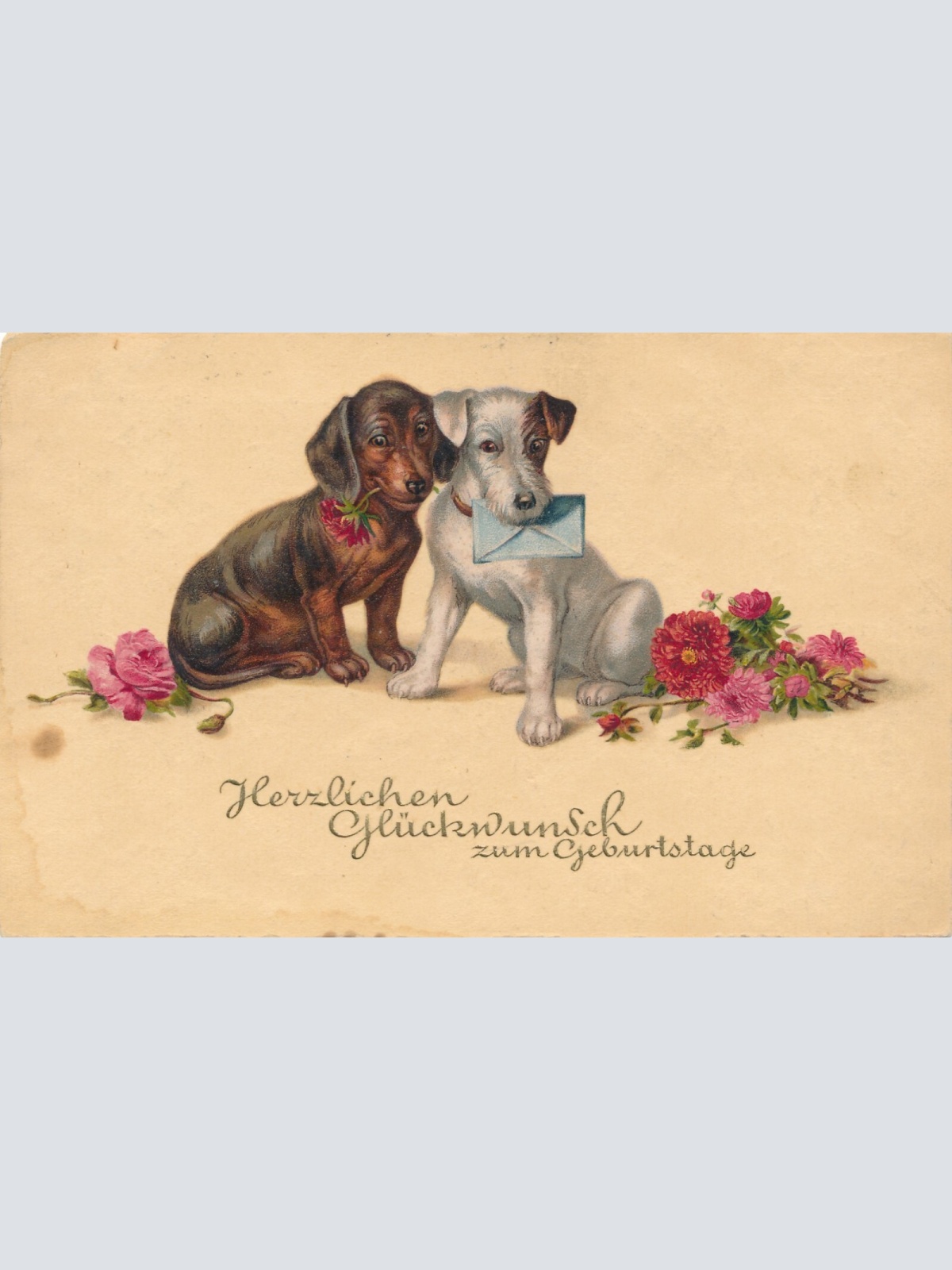 Motiv - Karte von zwei Hunden Herzlichen Glückwunsch zum Geburtstag (10356)