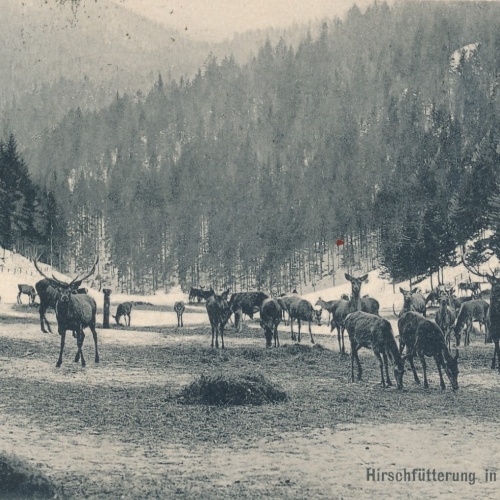 AK aus Mürzsteg mit Hirschfütterung Steiermark Ansichtskarte (12648)