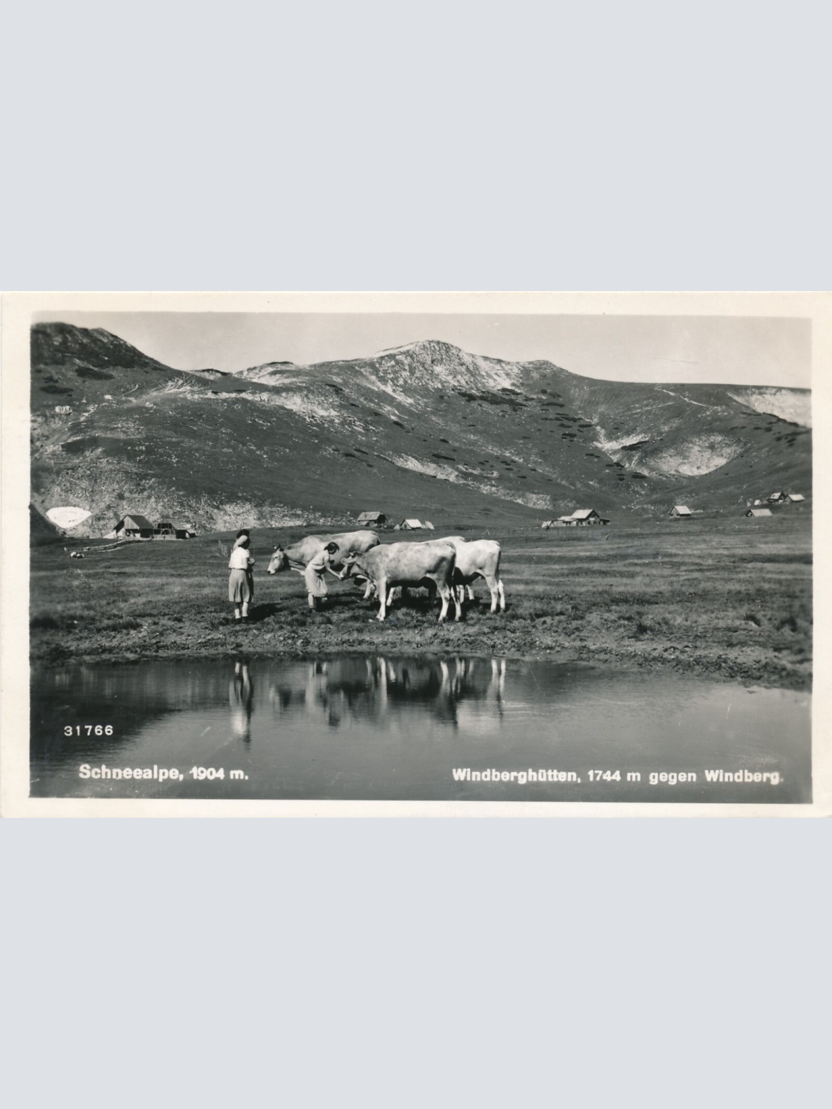 AK aus Windberghütten mit Kühen Steiermark Ansichtskarte (13047)