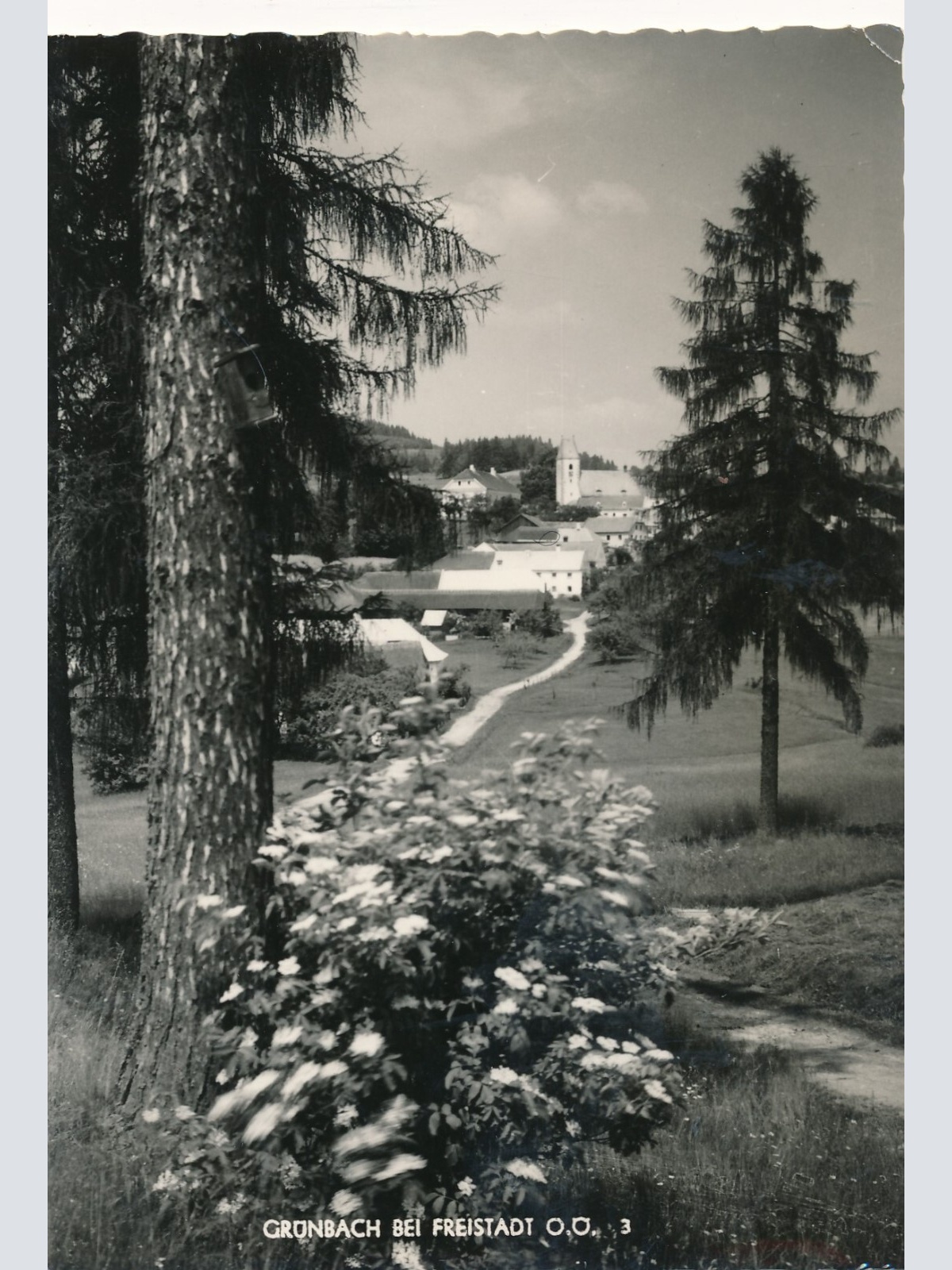 AK aus Grünbach bei Freistadt Oberösterreich Ansichtskarte (12966)