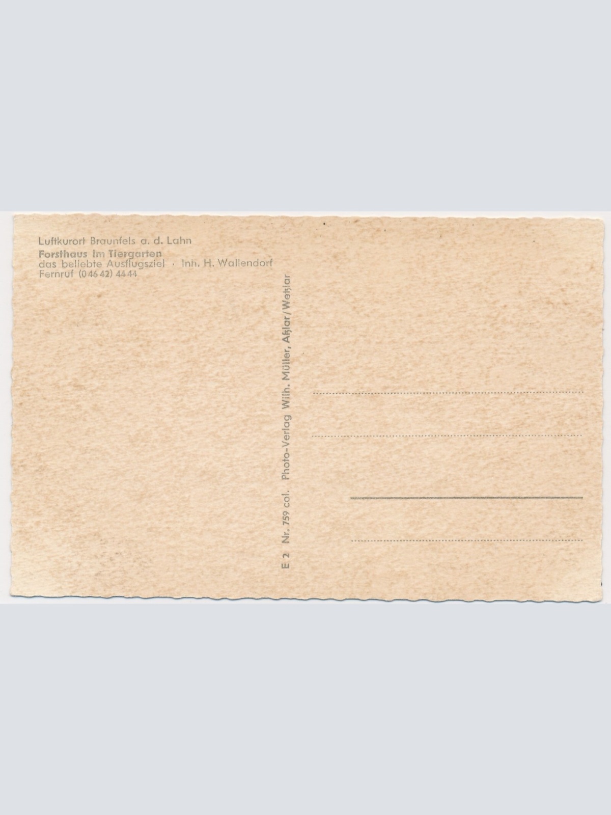 AK, Braunfels a. d. Lahn, Hessen, Reh / Hirsch, Ansichtskarte (S4422)