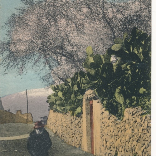 AK aus Taormina Mandorli in fiore e Cactus Italien Ansichtskarte (14291)