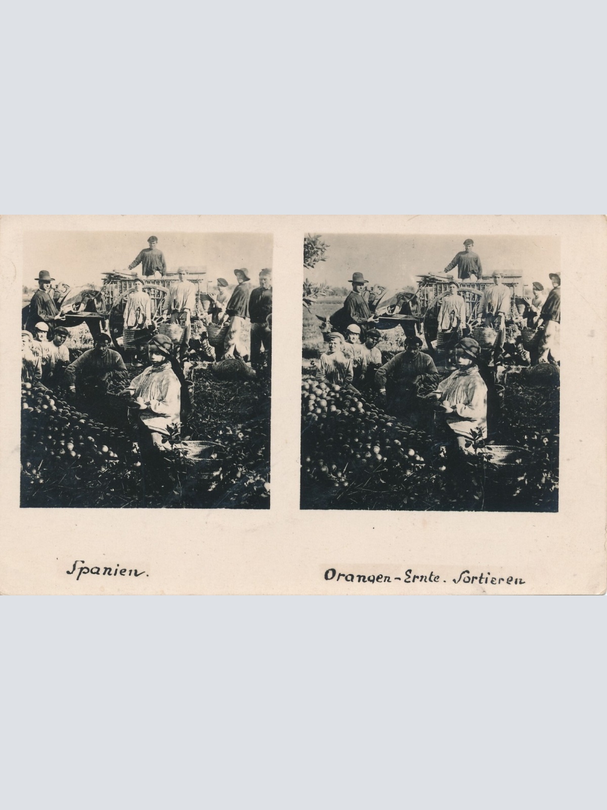 Stereo - Karte aus Spanien Organgen Ernte Sortieren Ansichtskarte (14274)