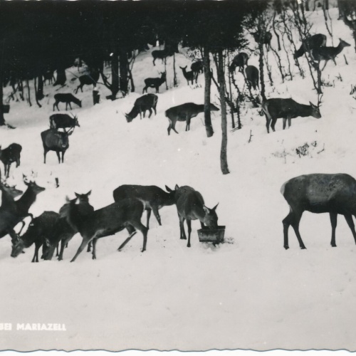 AK Hirschfütterung bei aus Maria Zell Steiermark Ansichtskarte (14417)