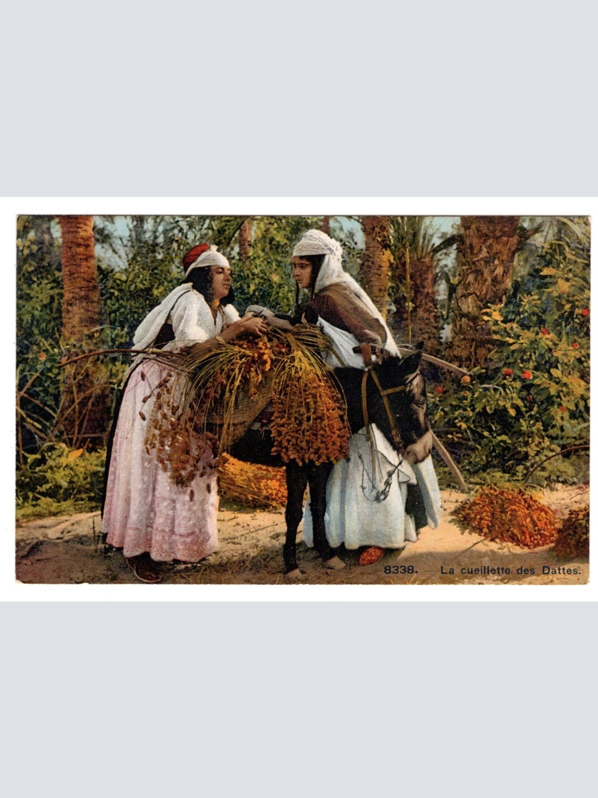 AK, La cueillette des Dattes, Ansichtskarte (S6612)