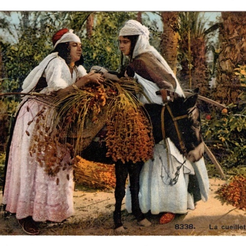 AK, La cueillette des Dattes, Ansichtskarte (S6612)