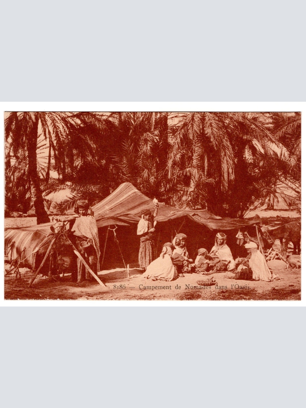 AK, Campement de Nomades dans l'Oasis, Ansichtskarte (S6615)