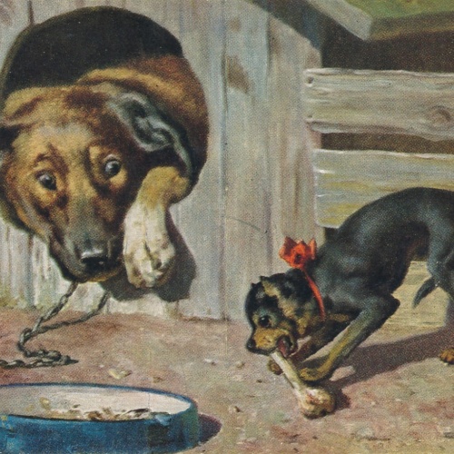AK zwei Schäferhunde einer mit Knochen Ansichtskarte (15710)