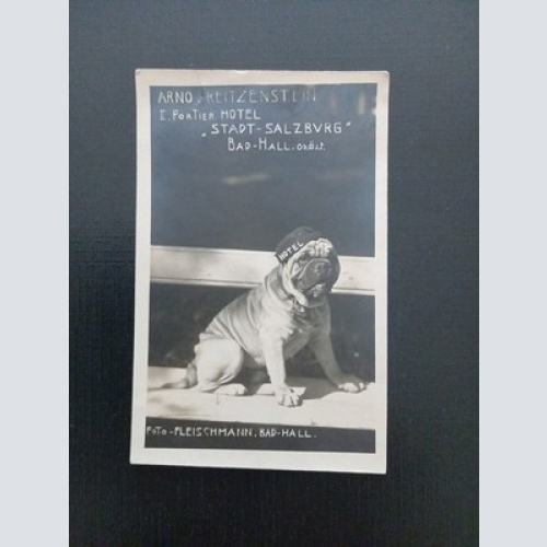 Arno Reitzenstein Hotel Dtadt Salzburg Bad Hall Und Hund Gr