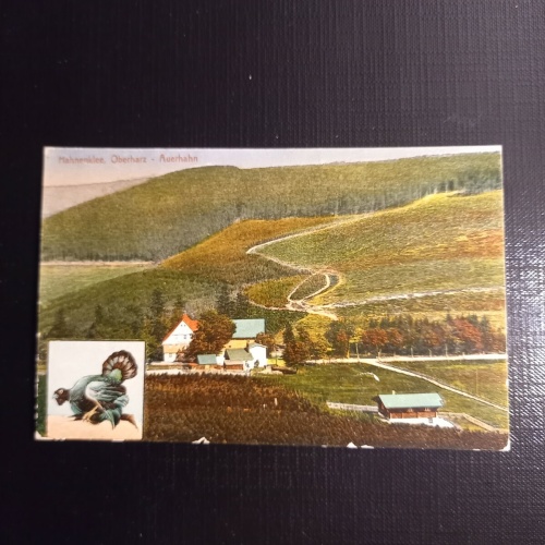 Hahnenklee, Oberharz Auerhahn 400074 gr