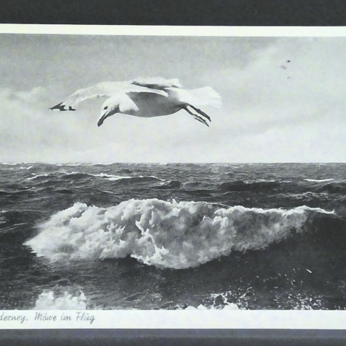 Nordseebad Norderney Möwe im Flug Meer JW 400995 F