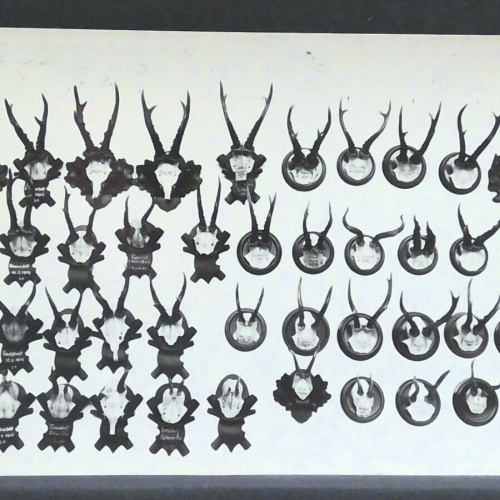 Geweihsammlung Jagd Jagdtrophäen JW 410198 F