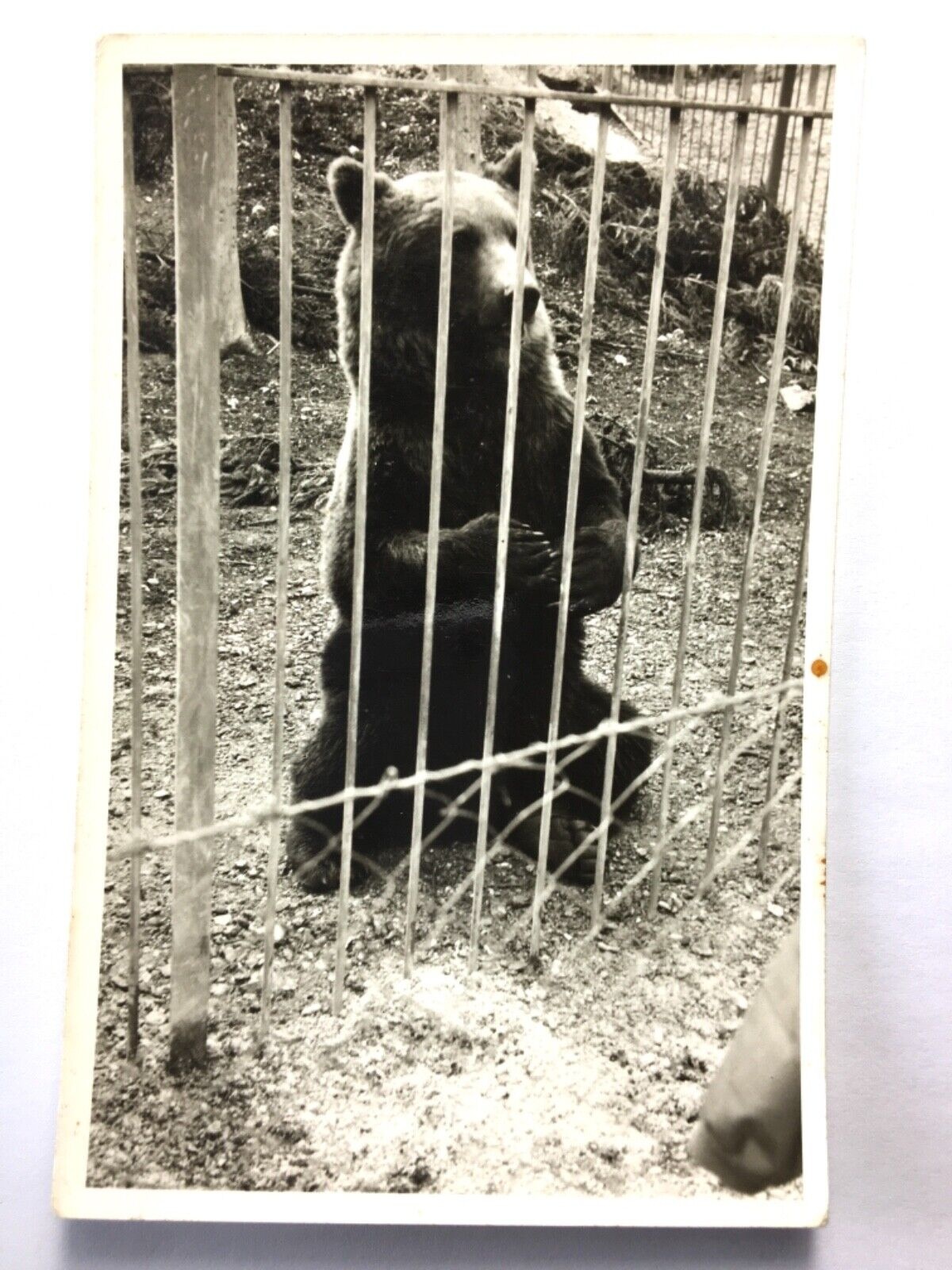 Bär im Zoo-Gehege - Künstlerkarte 30091 TH