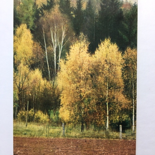 Herbstpracht (Dr.W.Thiem) - Wald/Bäume im Herbst - Künstlerkarte 30163 TH