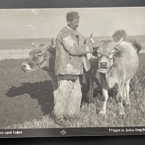 Pflugen Sofia Umgebung Ochse Kuh Bauer Feld Tracht Farm Bulgarien 600101A TH D